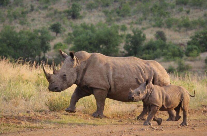 Half-Day Tala Game Reserve & Natal Lion Park from Durban - Who Should Consider This Tour?