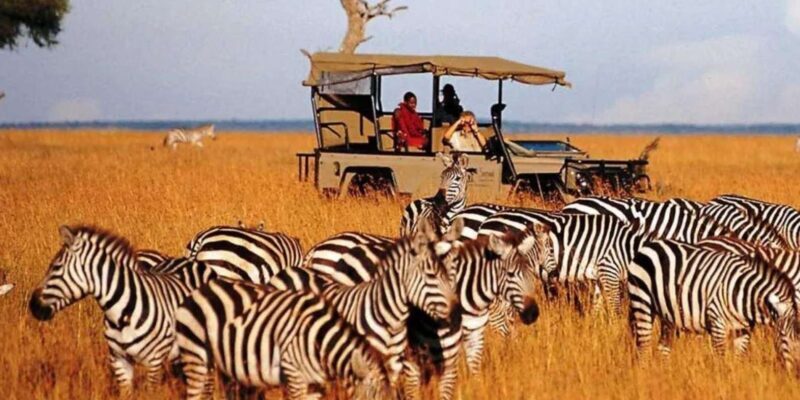 Half Day Tala Game Reserve & Natal Lion Park from Durban - Who Should Consider This Tour?