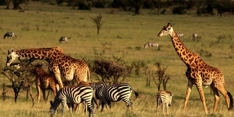 Half Day Tala Game Reserve & Natal Lion Park from Durban - The Sum Up