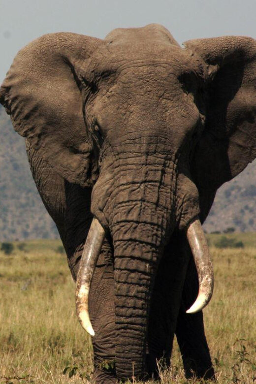 Half Day Tala Game Reserve & Natal Lion Park from Durban - FAQ