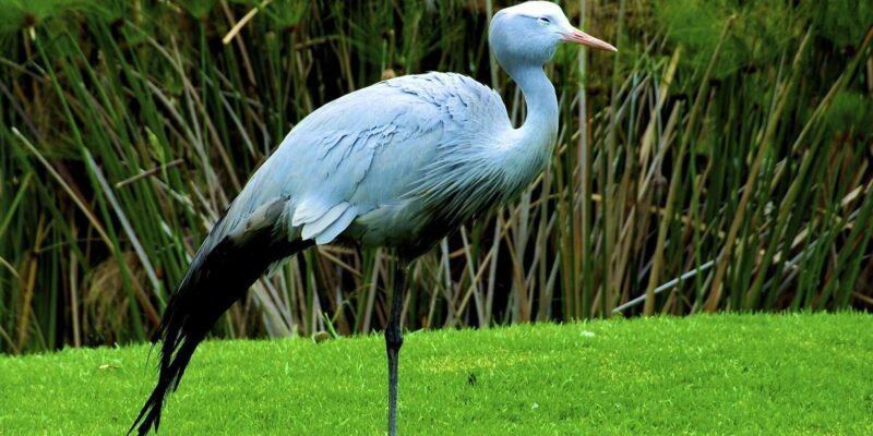 Half Day Tala Game Reserve & Natal Lion Park from Durban - Tala Game Reserve: A Sanctuary of Wildlife and Nature
