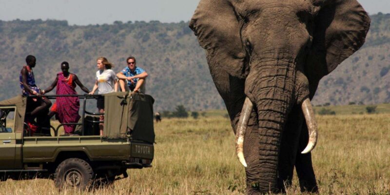 Half Day Tala Game Reserve & Natal Lion Park from Durban - What’s the Real Value?