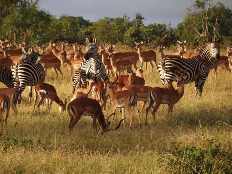 Half Day Tala Game Reserve & Natal Lion Park from Durban - Who Should Consider This Tour?