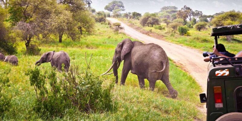 Half Day Tala Game Reserve & Natal Lion Park from Durban - An overview of the experience