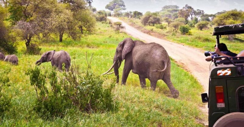 Half Day Tala Game Reserve & Natal Lion Park from Durban - FAQ