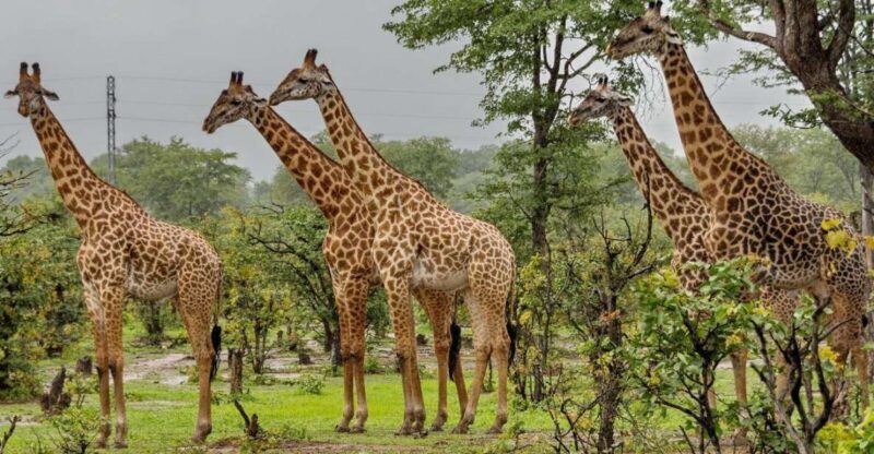 Half Day Tala Game Reserve & Natal Lion Pk Tour From Durban - Key Points
