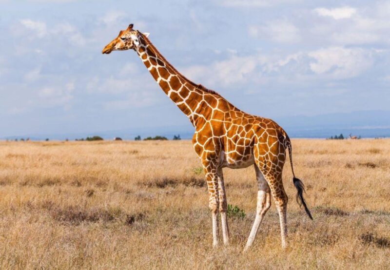 Half Day Tala Game Reserve & Phezulu Park Safari From Durban - Key Points