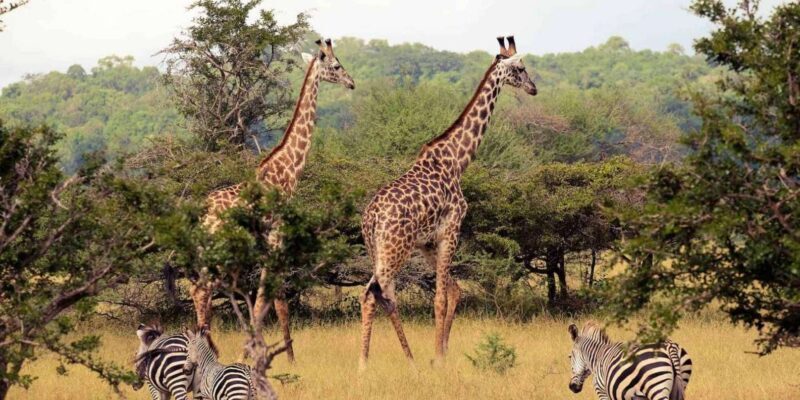Half Day Tala Game Reserve & Phezulu Safari from Durban - FAQ