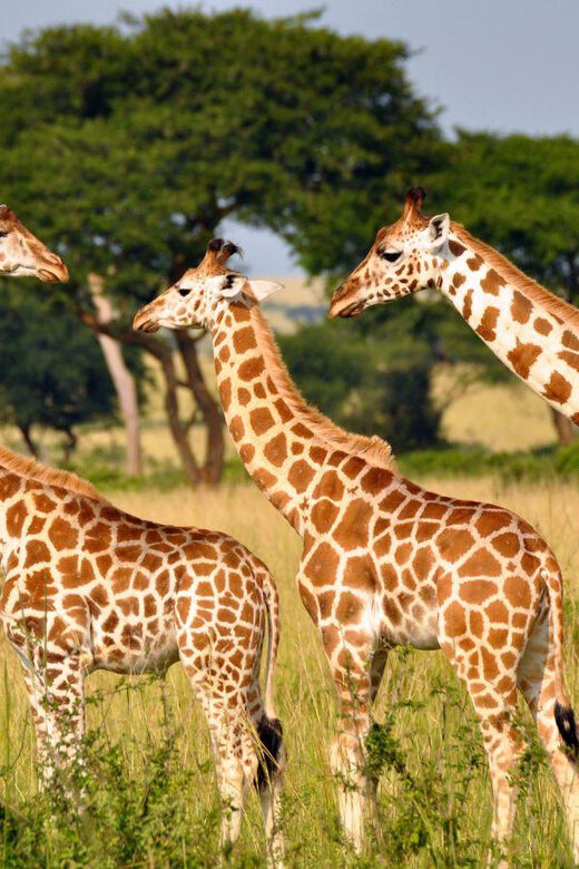 Half-Day Tala Game Reserve & Phezulu Safari Park from Durban - Value and Practical Insights