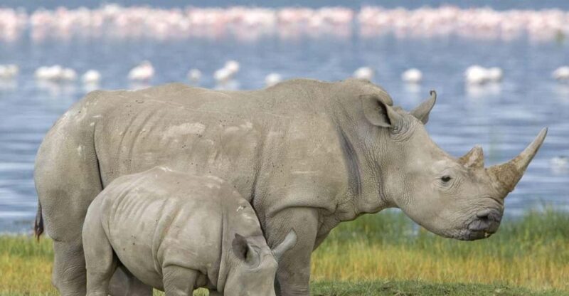 Half Day Tala Game Reserve + Phezulu Safari Park from Durban - What to Expect on Your Half-Day Tour