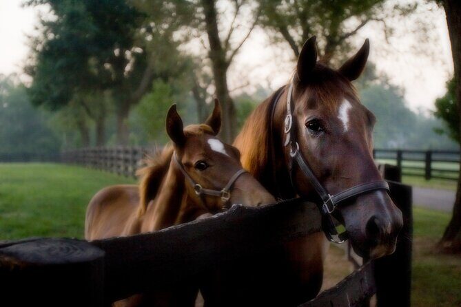 Half-Day Thoroughbred Horse Farm Tour in Kentucky - An In-Depth Look at the Tour Experience