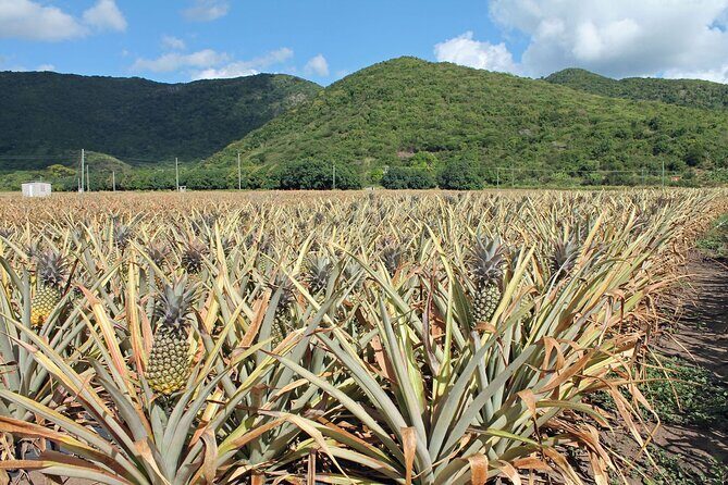 Half-Day Tour: A Taste of Paradise and History of Antigua - FAQs