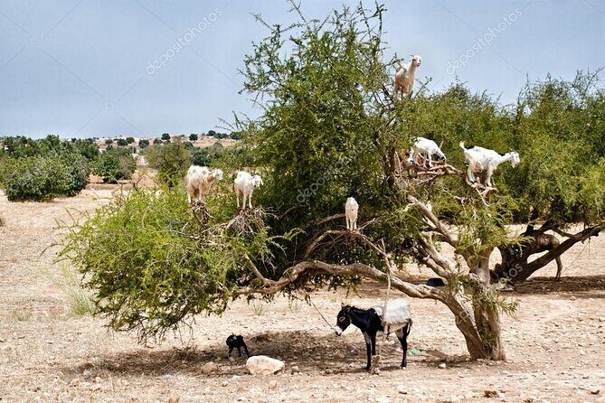 Half day tour : Agadir Goats in argan trees & Souk El Had Market - FAQ