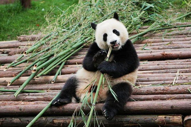 Half-Day Tour at Chengdu Panda Breeding Research Base - Possible Drawbacks and Considerations
