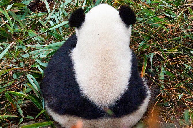 Half-Day Tour at Chengdu Panda Breeding Research Base - Frequently Asked Questions