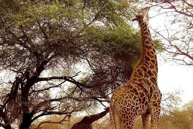 Half Day Tour :Bandia Animals Reserve - An In-Depth Look at the Bandia Animals Reserve Tour