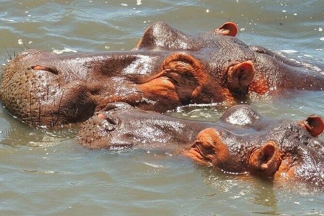 Half Day Tour in iSimangaliso Wetland Park - The Itinerary in Detail