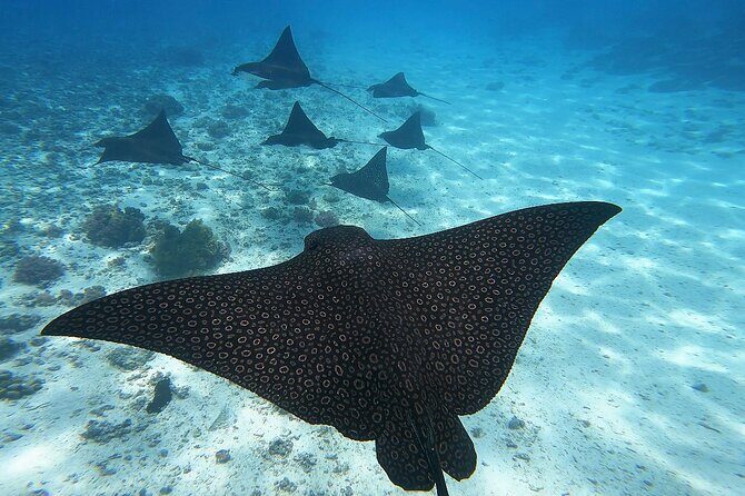 Half Day Tour lagoon discovery marine fauna flora small group - Exploring Mooreas Marine Wonders: A Small-Group Lagoon Tour