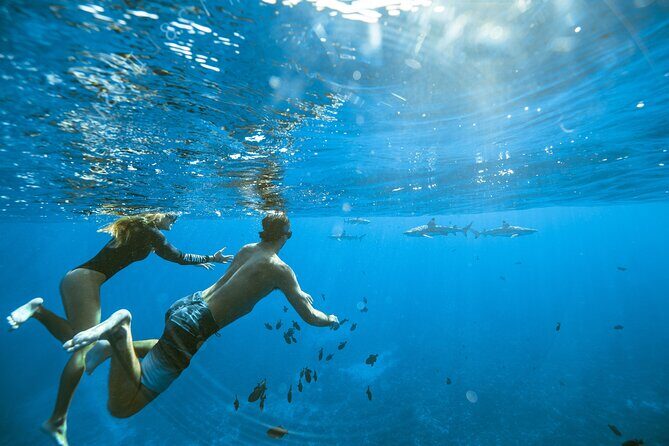 Half Day Tour lagoon discovery marine fauna flora small group - Key Points