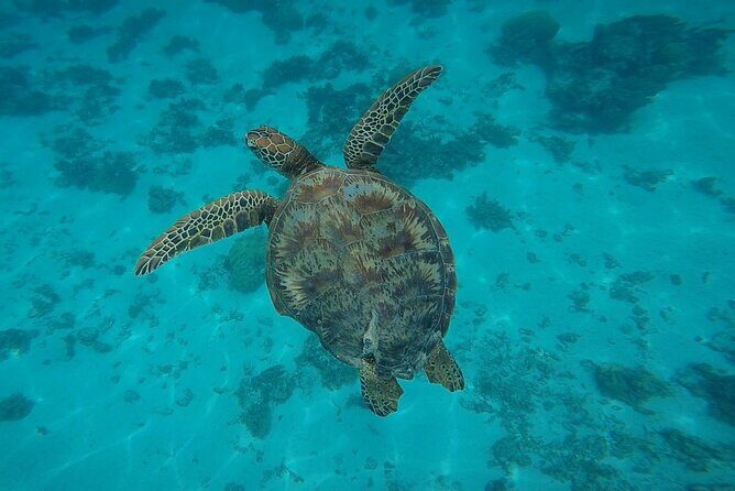 Half Day Tour lagoon discovery marine fauna flora small group - Frequently Asked Questions