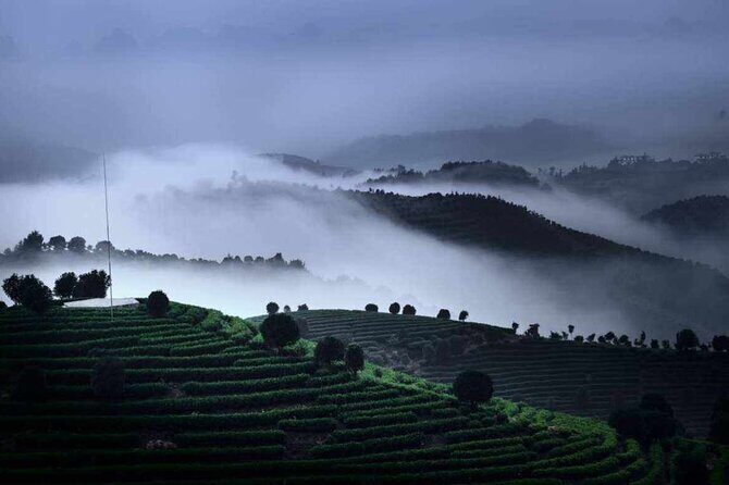 Half-day Tour: Largest Tea Plantation & Amazing Xianggong Hill - An In-Depth Look at the Tour Experience