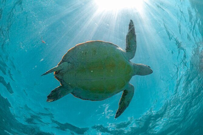Half-day Tour Sea Turtles Encounter in Akumal Bay - A Detailed Look at the Tour Itinerary