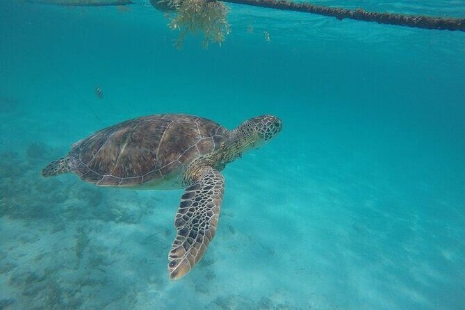Half-day Tour Sea Turtles Encounter in Akumal Bay - FAQ