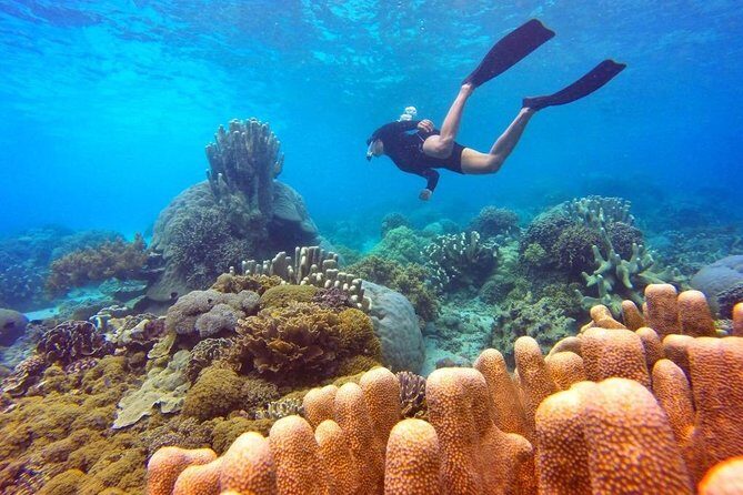 Half Day Tour Snorkeling in Nha Trang Bay Included Lunch - An In-Depth Look at the Experience
