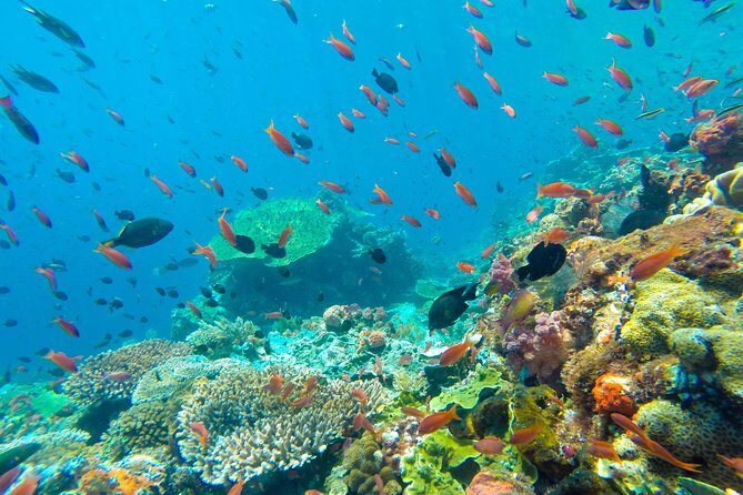 Half Day Tour Snorkeling in Nha Trang Bay Included Lunch - FAQ