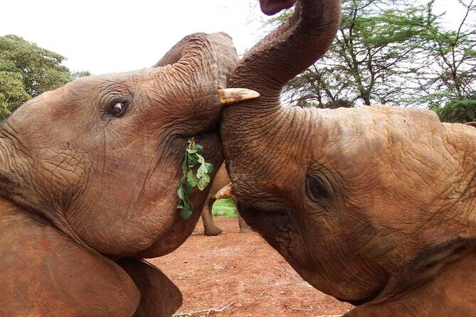 Half day tour to Elephant orphanage & Giraffe Centre Nairobi - Detailed Review of the Tour Experience