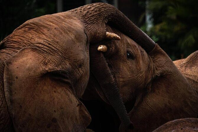 Half day tour to Elephant orphanage & Giraffe Centre Nairobi - FAQ