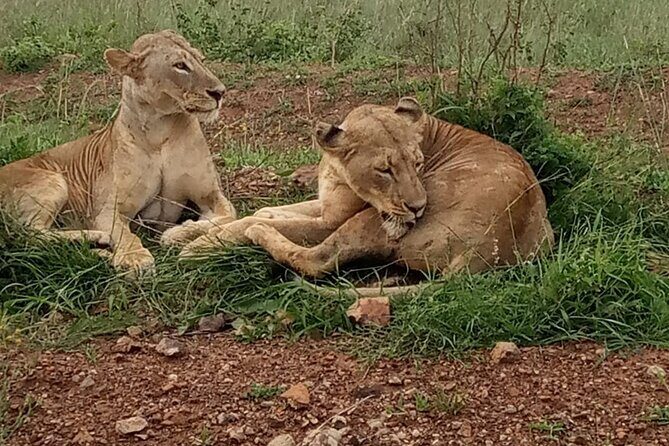 Half Day Tour To Nairobi National Park and Giraffe Center - The Itinerary in Detail