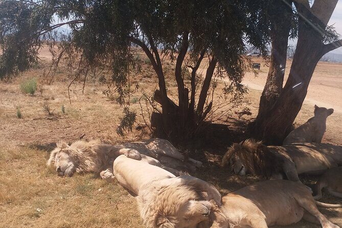 Half-Day Tour to Rhino And Lion Reserve in Krugersdorp - The Itinerary in Detail