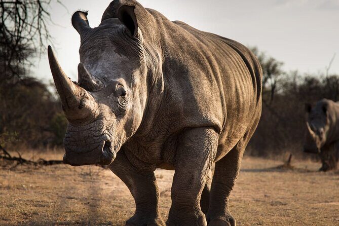 Half-Day Tour to Rhino And Lion Reserve in Krugersdorp - Final Thoughts: Is This Tour for You?