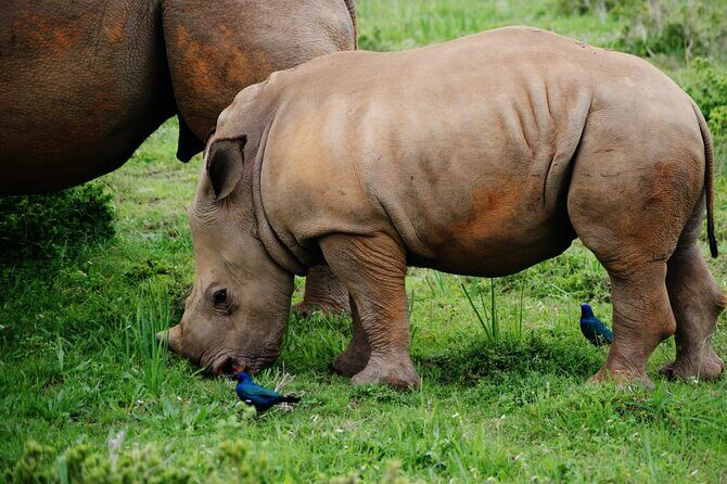Half-Day Tour to Rhino And Lion Reserve in Krugersdorp - FAQ