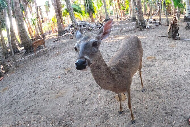 Half-Day Tour to Ventanilla, Mazunte, Zipolite and Puerto Angel - Final Thoughts