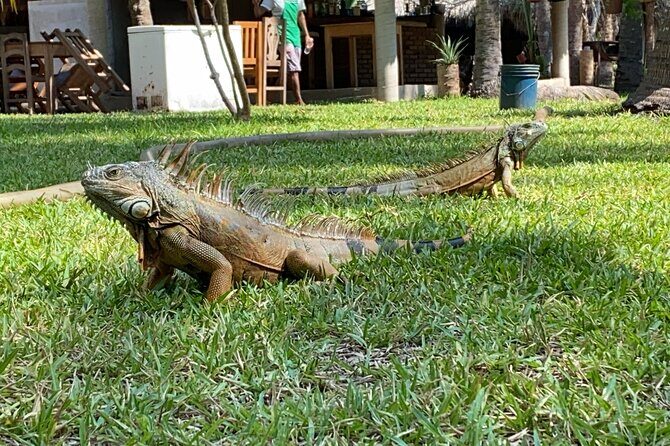 Half-Day Tour to Ventanilla, Mazunte, Zipolite and Puerto Angel - FAQs