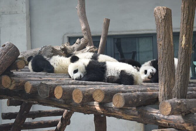 Half Day Tour to Xi'an Wild Panda Breeding and Protecting Center - An In-Depth Look at the Tour