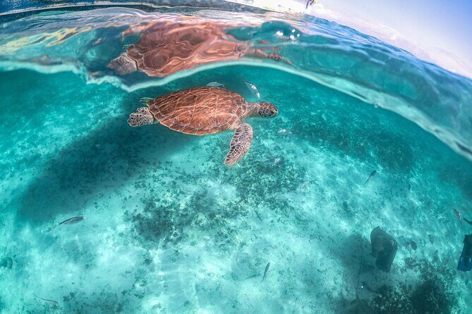 Half Day Tour: Turtles Encounter in Akumal Beach - What to Expect from the Itinerary