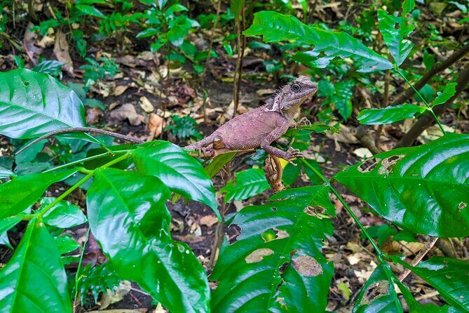Half Day Trekking Cat Ba National Park - What to Expect on the Tour