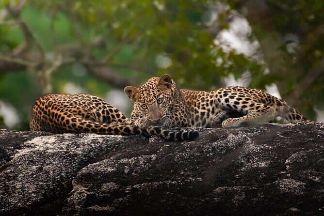 Half Day trip in Yala National Park - An Honest Breakdown of the Yala Safari Experience