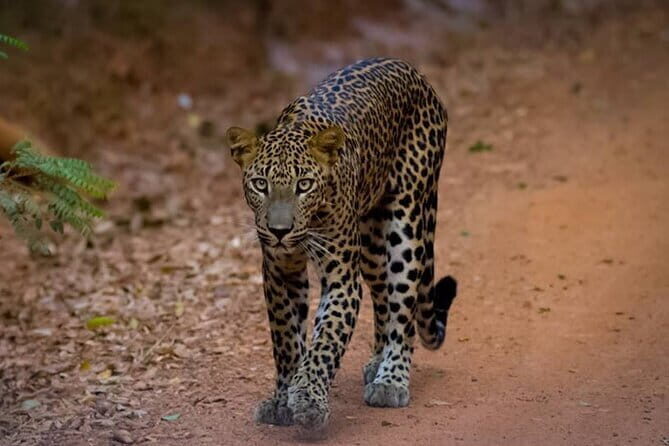 Half Day trip in Yala National Park - The Sum Up: A Genuine Wildlife Encounter for Curious Travelers
