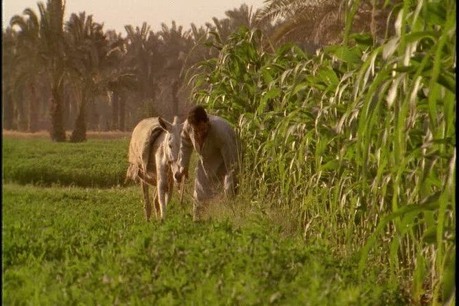 Half-Day Trip to Egyptian Green Farm from Cairo with Breakfast - Key Points
