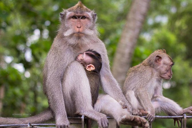 Half Day Ubud Tour: Ubud Unique Spots - Key Points