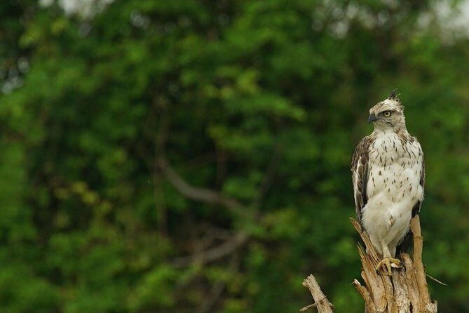 Half Day Udawalawe Safari (Entrance + Lunch) - In-Depth Look at the Itinerary