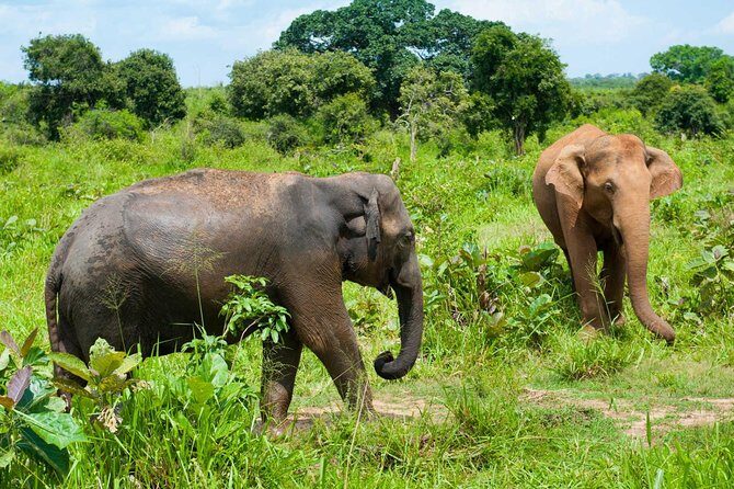 Half Day Udawalawe Safari (Entrance + Lunch) - The Value Proposition