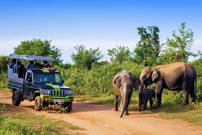 Half Day Udawalawe Safari (Entrance + Lunch) - Who Will Love This Tour?