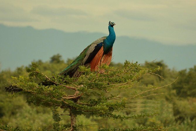 Half Day Udawalawe Safari (Entrance + Lunch) - Final Thoughts
