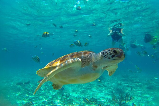 Half-Day Underwater World Tour - Exploring Cancun’s Underwater World: What to Expect