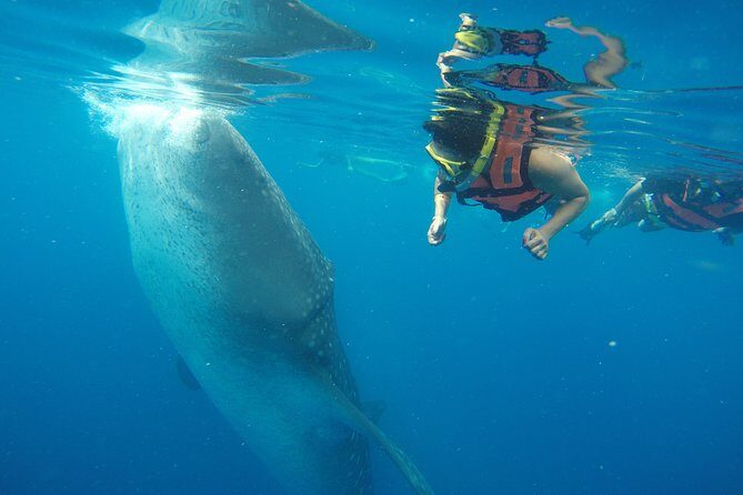Half Day Whale Shark Tour From Playa del Carmen - What to Expect from This Whale Shark Tour